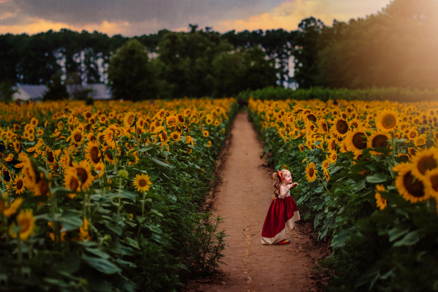 little girl in a field of sunflowers admiring the large flowers