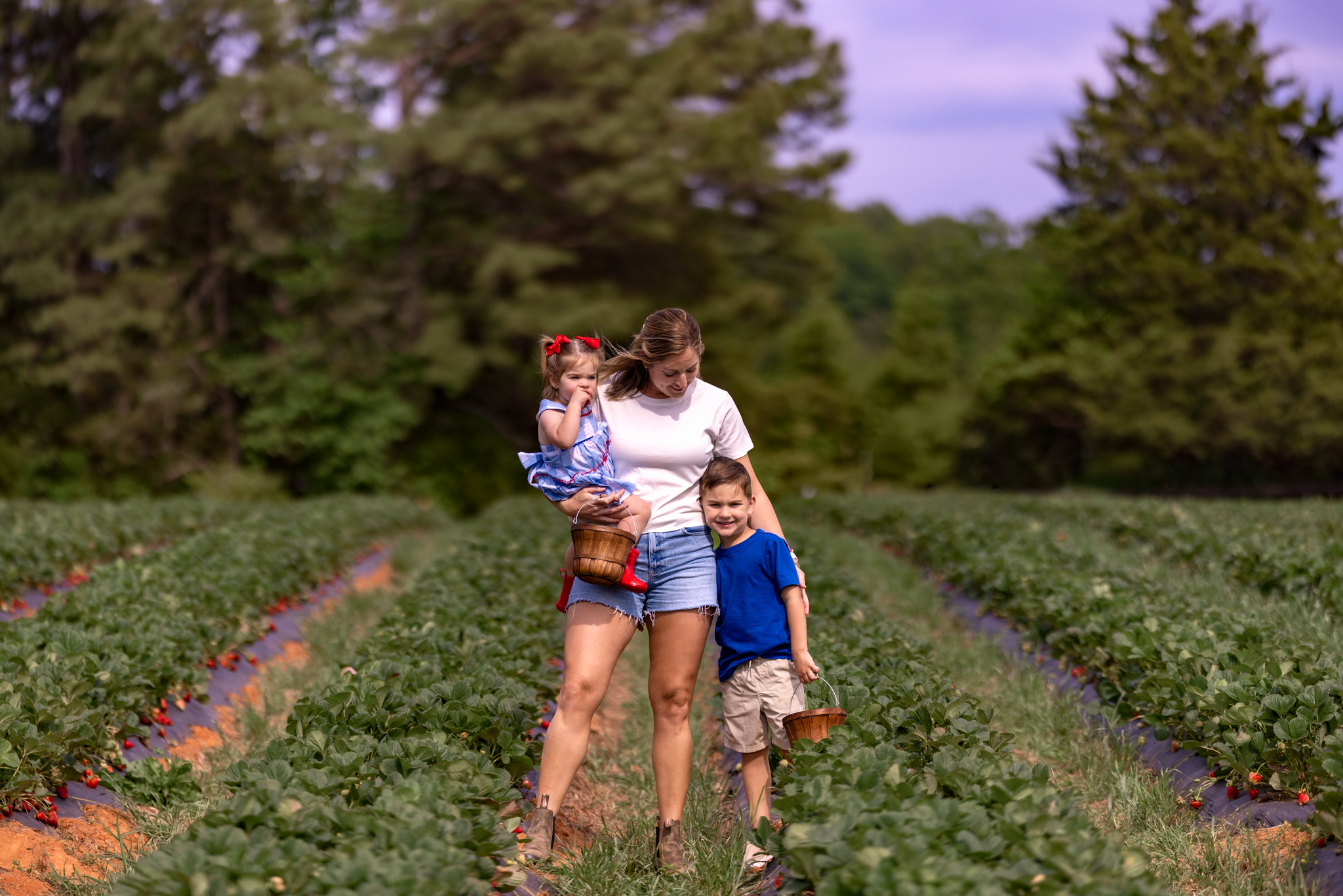 Mother and her kids Strawberry Picking at Eno River Farm